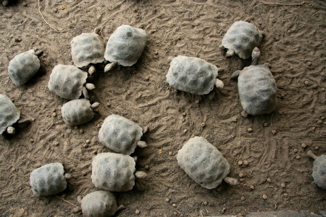 Свесить ноги в разные полушария... (Альпинизм, эквадор, котопакси, иллиница норте, галапагосы)