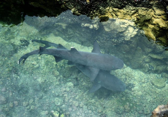 Свесить ноги в разные полушария... (Альпинизм, эквадор, котопакси, иллиница норте, галапагосы)