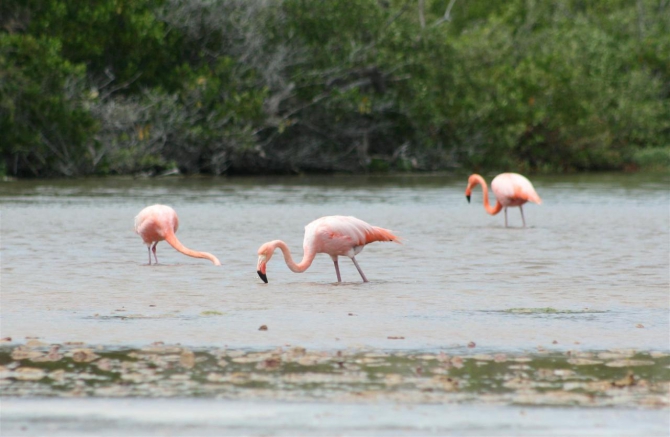 Свесить ноги в разные полушария... (Альпинизм, эквадор, котопакси, иллиница норте, галапагосы)