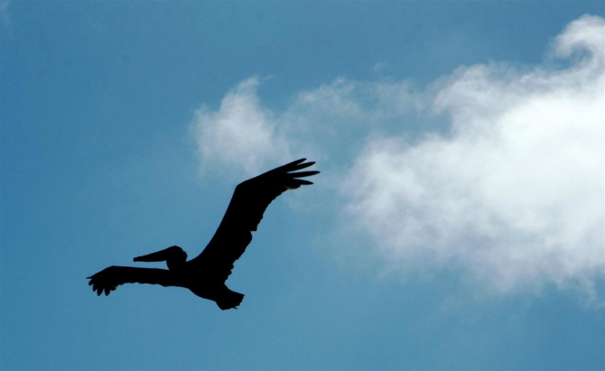 Свесить ноги в разные полушария... (Альпинизм, эквадор, котопакси, иллиница норте, галапагосы)