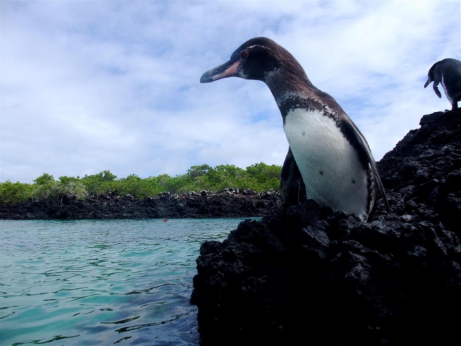 Свесить ноги в разные полушария... (Альпинизм, эквадор, котопакси, иллиница норте, галапагосы)