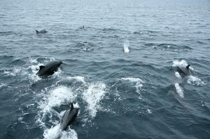 Свесить ноги в разные полушария... (Альпинизм, эквадор, котопакси, иллиница норте, галапагосы)