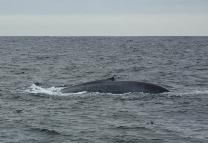 Свесить ноги в разные полушария... (Альпинизм, эквадор, котопакси, иллиница норте, галапагосы)