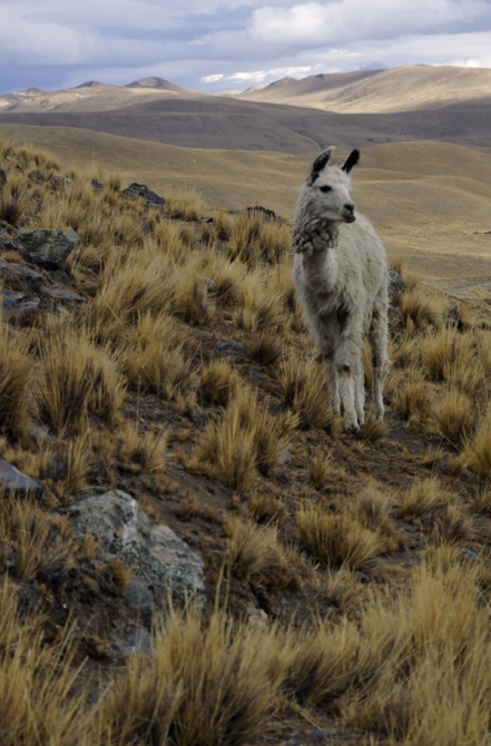 Кому новости из Боливии? (Бэккантри/Фрирайд, чекулаева, боливия, сноуборд, бэккантри)