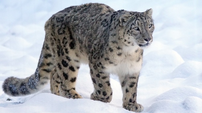 SnowLeopard С Международным днем снежного барса! (Альпинизм)