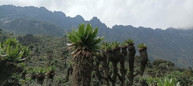 IMG_20220221_104254 Margherita Peak - Rwenzori - Uganda (Мик Маргарет, Лунные горы, Уганда, Альпинизм)