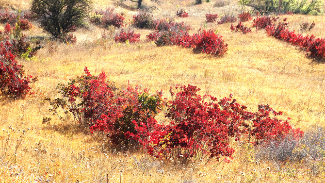 01 Буйство скумпии. (Путешествия)