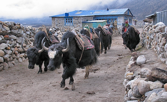 Если вы будете спешить, вы заболеете (Альпинизм, горная болезнь, горняшка, эверест, непал)
