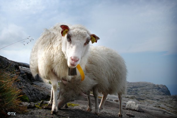 Результаты проекта Ультрамарин в 2009 году (BASE, ropejumping, rapt, кьераг, рекорд, прыжки с верёвкой, рапт, прыжки с веревкой, норвегия, кьерак, роупджампинг)