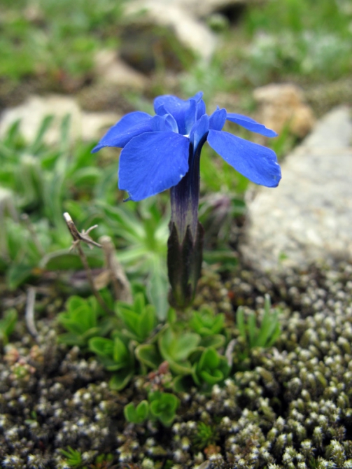 Кавказ - лето 2009. Фотоальбом (Горный туризм, горы, безенги, приэльбрусье, альпинизм, туризм, балкария, осетия)