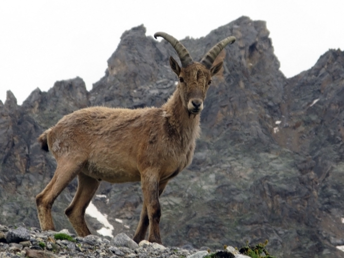 Кавказ - лето 2009. Фотоальбом (Горный туризм, горы, безенги, приэльбрусье, альпинизм, туризм, балкария, осетия)