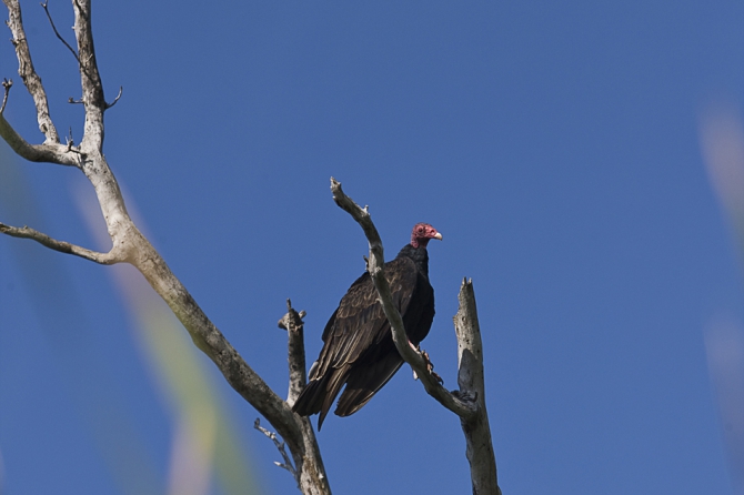 Кубинский ECOтуризм - для тех, кто давно мечтал посетить Остров Свободы, но не знал как. Часть 1 (Путешествия, куба, фотография)