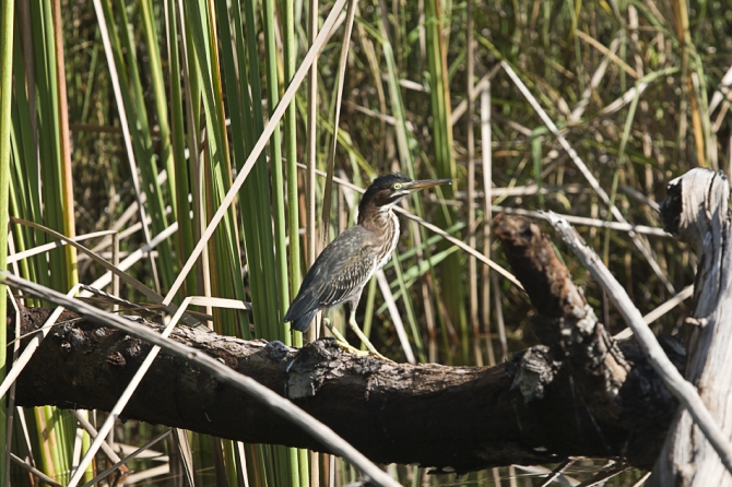 Кубинский ECOтуризм - для тех, кто давно мечтал посетить Остров Свободы, но не знал как. Часть 1 (Путешествия, куба, фотография)