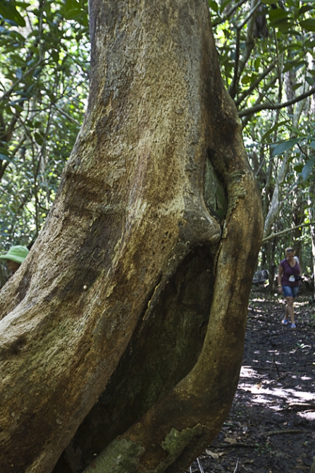 Кубинский ECOтуризм - для тех, кто давно мечтал посетить Остров Свободы, но не знал как. Часть 1 (Путешествия, куба, фотография)