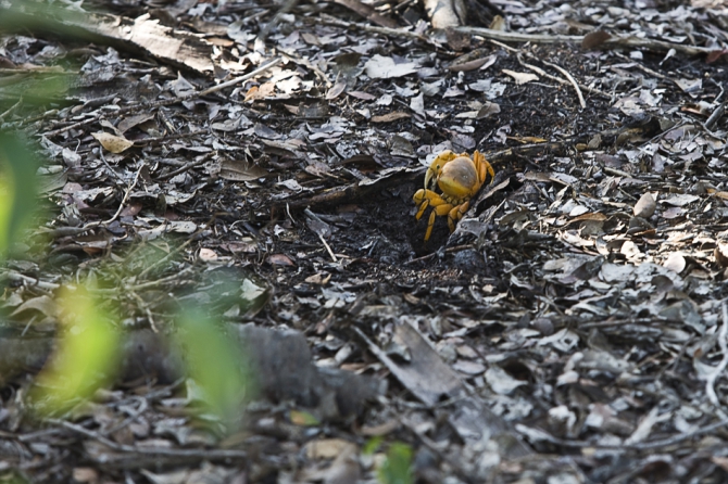 Кубинский ECOтуризм - для тех, кто давно мечтал посетить Остров Свободы, но не знал как. Часть 1 (Путешествия, куба, фотография)