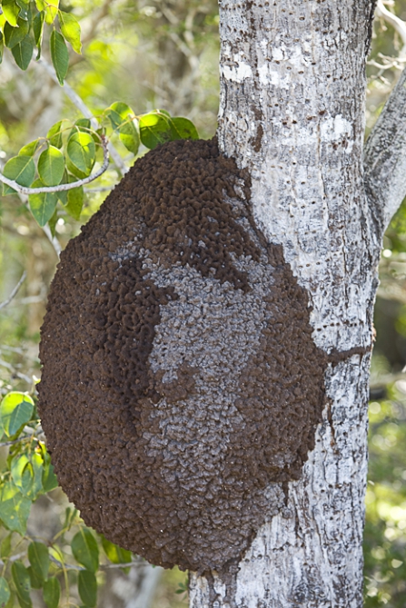Кубинский ECOтуризм - для тех, кто давно мечтал посетить Остров Свободы, но не знал как. Часть 1 (Путешествия, куба, фотография)