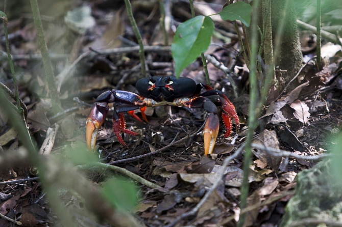 Кубинский ECOтуризм - для тех, кто давно мечтал посетить Остров Свободы, но не знал как. Часть 1 (Путешествия, куба, фотография)
