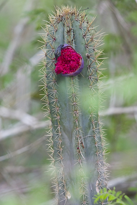 Кубинский ECOтуризм - для тех, кто давно мечтал посетить Остров Свободы, но не знал как. Часть 1 (Путешествия, куба, фотография)