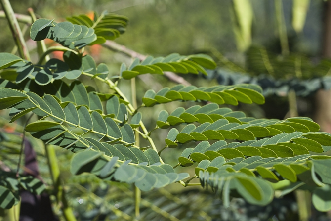 Кубинский ECOтуризм - для тех, кто давно мечтал посетить Остров Свободы, но не знал как. Часть 1 (Путешествия, куба, фотография)