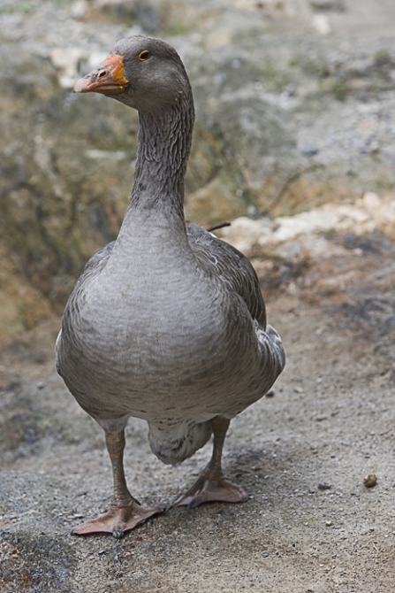Кубинский ECOтуризм - для тех, кто давно мечтал посетить Остров Свободы, но не знал как. Часть 1 (Путешествия, куба, фотография)