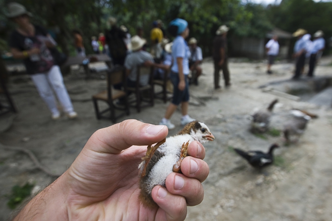Кубинский ECOтуризм - для тех, кто давно мечтал посетить Остров Свободы, но не знал как. Часть 1 (Путешествия, куба, фотография)