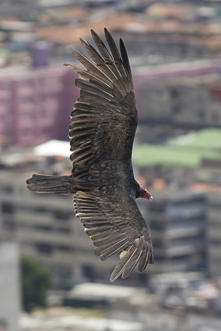 Кубинский ECOтуризм - для тех, кто давно мечтал посетить Остров Свободы, но не знал как. Часть 1 (Путешествия, куба, фотография)