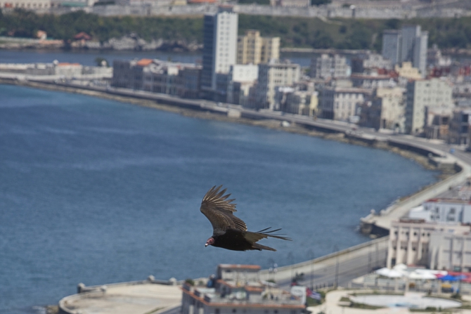 Кубинский ECOтуризм - для тех, кто давно мечтал посетить Остров Свободы, но не знал как. Часть 1 (Путешествия, куба, фотография)