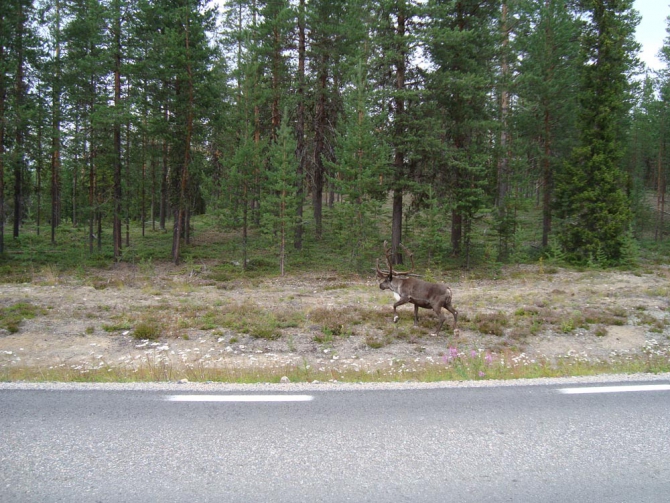 Тайны большой королевской тропы (Путешествия, конкурс, север, сэтила, «фьяллравен классик»)
