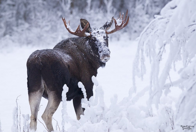 «Вершины Европы». Норвегия. Галдхопигген. (Путешествия, путешествия)