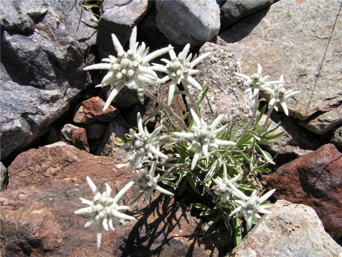 Терскей-Алатоо (Центральный Тянь-Шань), с 29 июля по 16 августа 2008 г , 4 к.с. (Альпинизм, амореде)