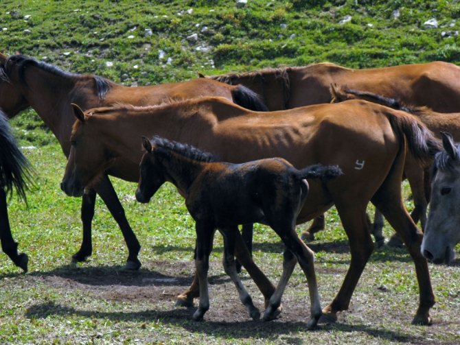 Терскей-Алатоо (Центральный Тянь-Шань), с 29 июля по 16 августа 2008 г , 4 к.с. (Альпинизм, амореде)