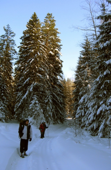 Брянские партизаны на Белом рейде (брянские леса, соревнования, пср 2010, туризм)