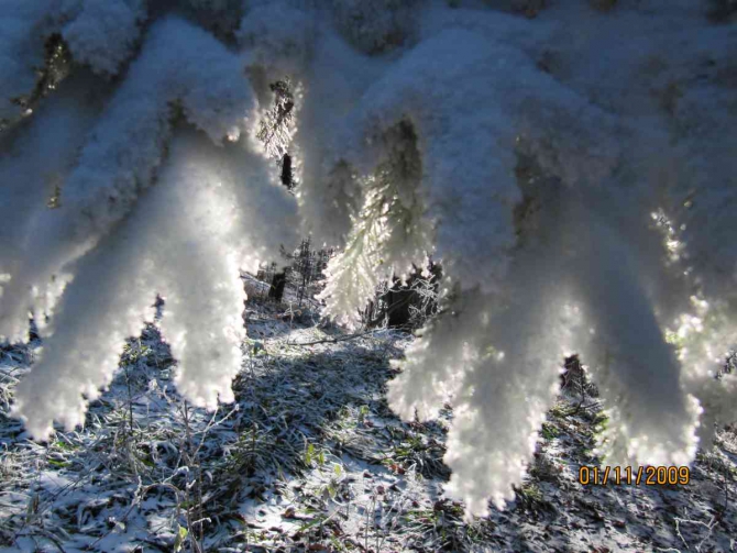 Зимняя сказка в Карпатах (карпаты, фото)