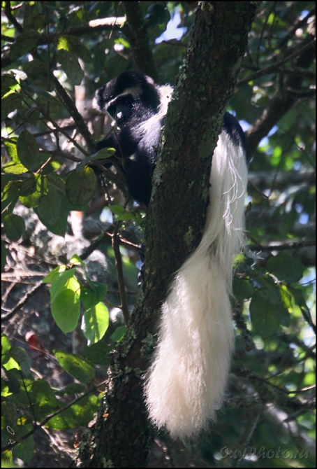 Мечты о Килиманджаро, ставшие реальностью... (Горный туризм, kilimanjaro, machame, мачаме, меру, шира, кибо, танзания, африка, восхождение, путешествия, горы, альпинизм, фото, фотография, photo)