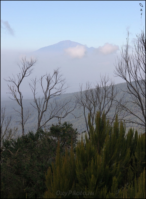 Мечты о Килиманджаро, ставшие реальностью... (Горный туризм, kilimanjaro, machame, мачаме, меру, шира, кибо, танзания, африка, восхождение, путешествия, горы, альпинизм, фото, фотография, photo)