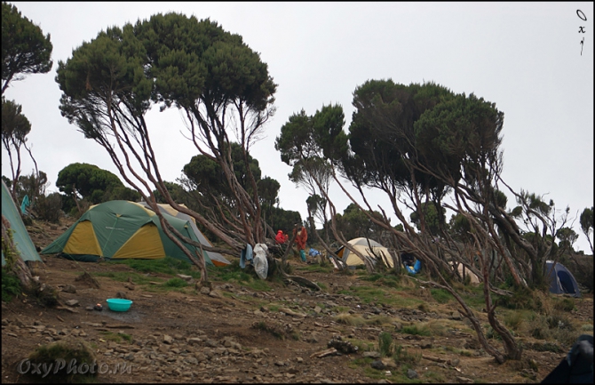 Мечты о Килиманджаро, ставшие реальностью... (Горный туризм, kilimanjaro, machame, мачаме, меру, шира, кибо, танзания, африка, восхождение, путешествия, горы, альпинизм, фото, фотография, photo)