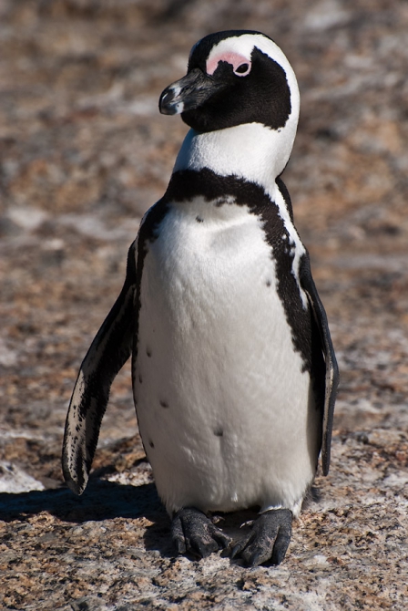 Трансафриканская экспедиция. Дома... (Путешествия, way2africa, автопутешествие, вадим шмайлов, кейптаун, экспедиции, андрей шпак)