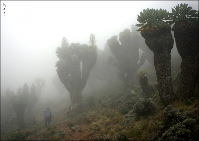 Мечты о Килиманджаро, ставшие реальностью... (2, Горный туризм, kilimanjaro, machame, мачаме, меру, шира, кибо, танзания, африка, восхождение, путешествия, горы, альпинизм, фотография, фото, photo)