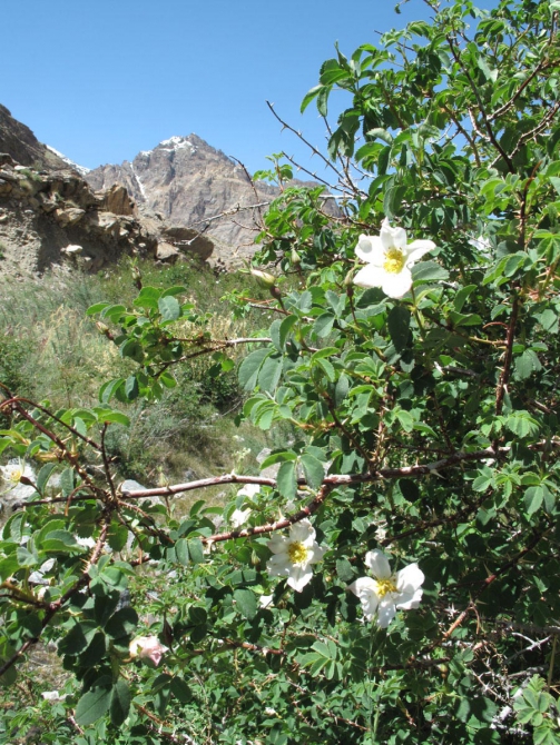 Фотогалерея или репортаж. Памирский марафон 2009. Часть 1. Разминка. (Альпинизм, пик революции, пик коммунизма, пик ленина, маи)