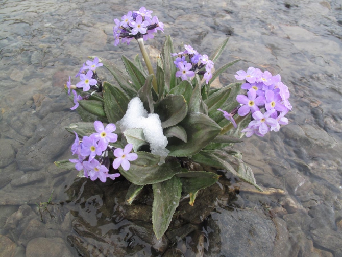 Фотогалерея или репортаж. Памирский марафон 2009. Часть 2. Траверс Революции (Альпинизм, пик ленина, пик революции, пик коммунизма, маи)