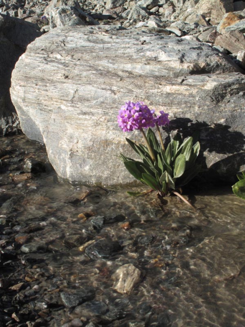 Фотогалерея или репортаж. Памирский марафон 2009. Часть 3. Пик Коммунизма (Альпинизм, маи, пик ленина, пик революции)