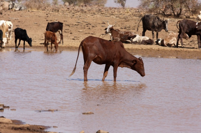 Фотозарисовки из Мали (Альпинизм, кага тондо, омбори, сахара, dav club russland, африка, мюнхен)