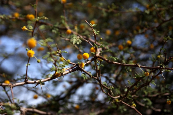 Фотозарисовки из Мали (Альпинизм, кага тондо, омбори, сахара, dav club russland, африка, мюнхен)