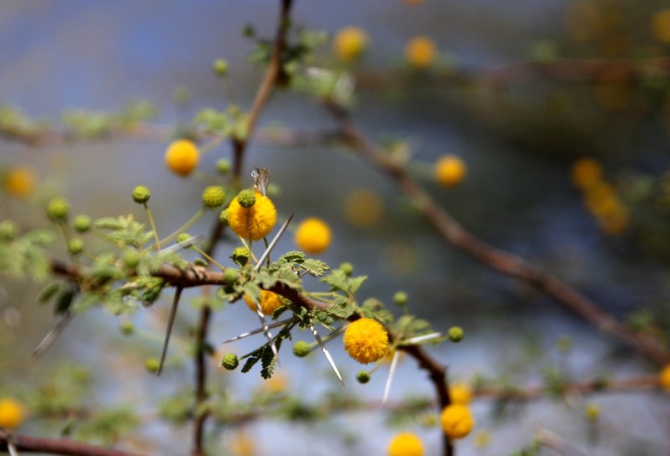 Фотозарисовки из Мали (Альпинизм, кага тондо, омбори, сахара, dav club russland, африка, мюнхен)