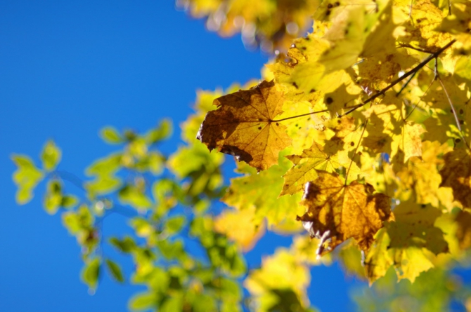 Фотографируем зубров (Путешествия, осень, домбай)