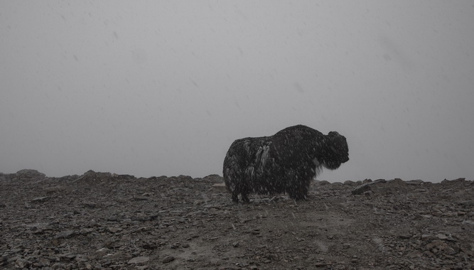 Фотографируем зубров (Путешествия, осень, домбай)
