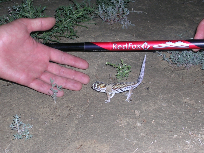 Первый раунд за пустыней! (Альпинизм, скайранинг, редфокс, redfox)