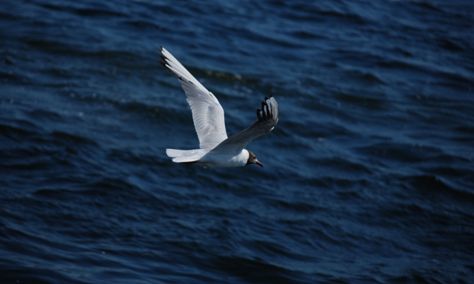 ПОЛЁТ (стихи, море, свобода, чайки, виктор воропаев)
