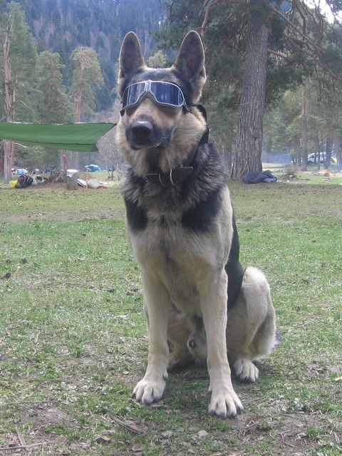 Горное снаряжение для собак. (Альпинизм, собака, очки, рюкзак)