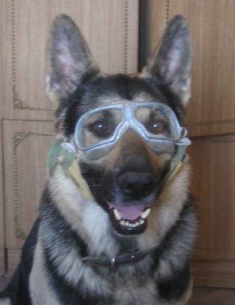 Горное снаряжение для собак. (Альпинизм, собака, очки, рюкзак)